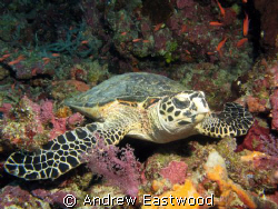 Hawksbill turtle posing on a ledge on the Tubbataha Reef by Andrew Eastwood 